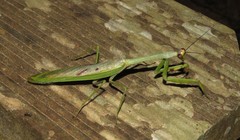 Stagmatoptera supplicaria