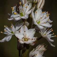 Trachyandra smalliana