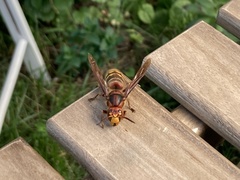 Vespa crabro