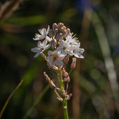 Trachyandra smalliana
