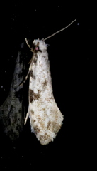 Nemapogon auropulvella