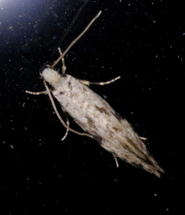 Nemapogon auropulvella