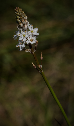 Trachyandra smalliana