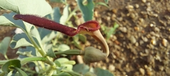 Aristolochia bracteolata