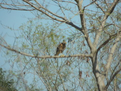 Buteo lineatus