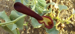 Aristolochia bracteolata
