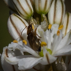 Trachyandra smalliana