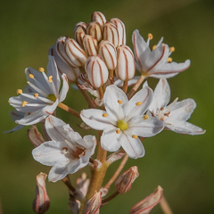 Trachyandra smalliana
