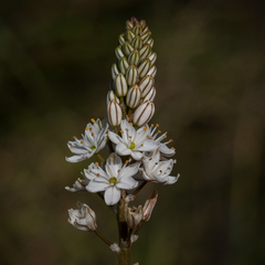 Trachyandra smalliana