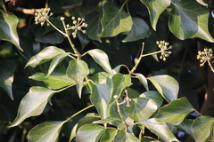 Hedera helix