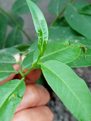 Vallesia