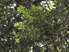 Ilex kunthiana