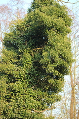 Hedera helix