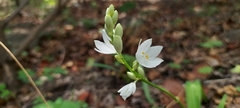 Chlorophytum tuberosum