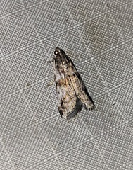 Acrobasis vaccinii