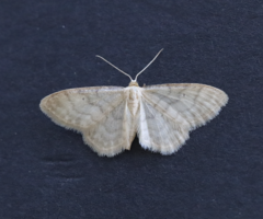 Idaea dilutaria