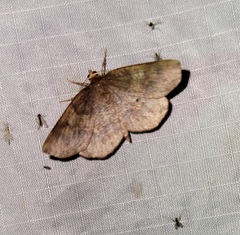 Metarranthis angularia