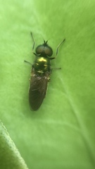 Chloromyia formosa