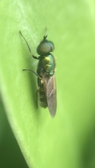 Chloromyia formosa