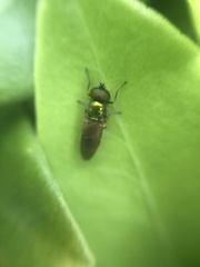 Chloromyia formosa