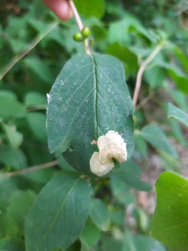 Honeysuckle Dwarf