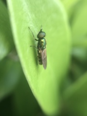 Chloromyia formosa