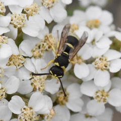 Stenodynerus anormis