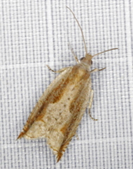 Ancylis goodelliana