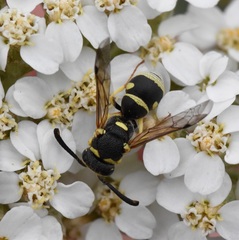 Stenodynerus anormis