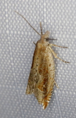 Ancylis goodelliana