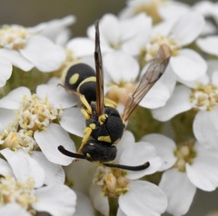 Stenodynerus anormis