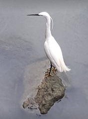 Egretta garzetta