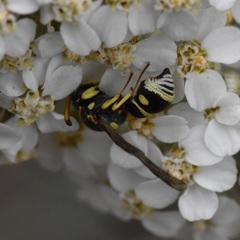 Stenodynerus anormis