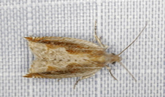 Ancylis goodelliana