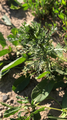 Matricaria discoidea