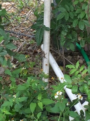 Anolis sagrei