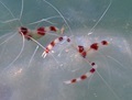 Banded Coral Shrimp
