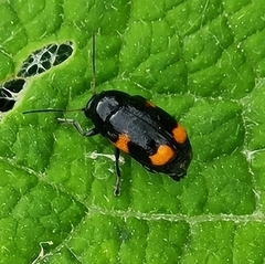 Cryptocephalus moraei