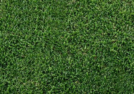 Paspalum notatum