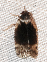 Cixius apicalis
