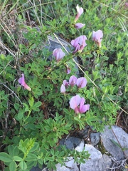 Chamaecytisus purpureus