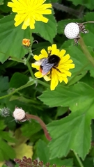 Bombus lapidarius