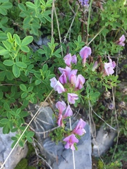 Chamaecytisus purpureus