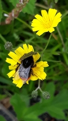 Bombus lapidarius