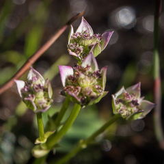 Alepidea pusilla