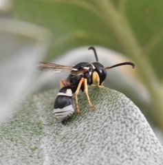 Pseudepipona herrichii