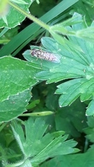 Episyrphus balteatus