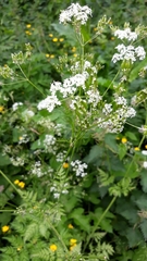 Anthriscus sylvestris