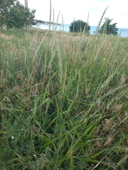 Elymus repens