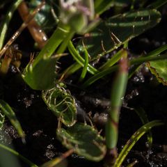 Alepidea pusilla